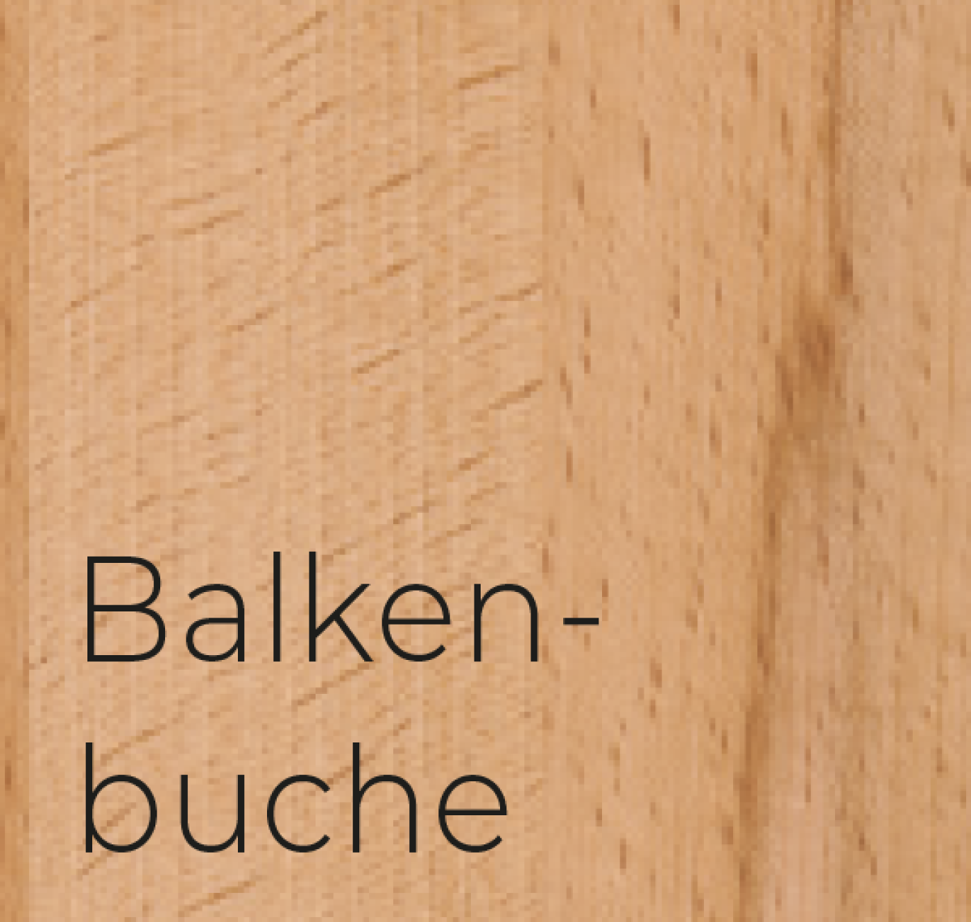 Balkenbuche
